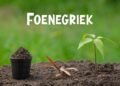 Foenegriek