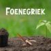 Foenegriek