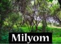 Milyom