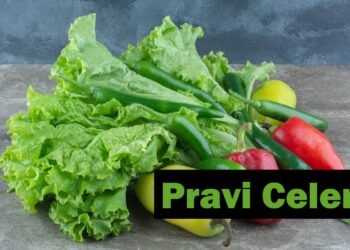 Pravi Celer