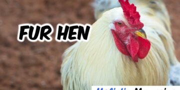 fur hen