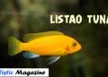 Listao tuna