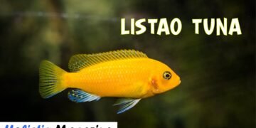 Listao tuna