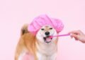 Make Your Dog Shine: 5 Easy Grooming Tips