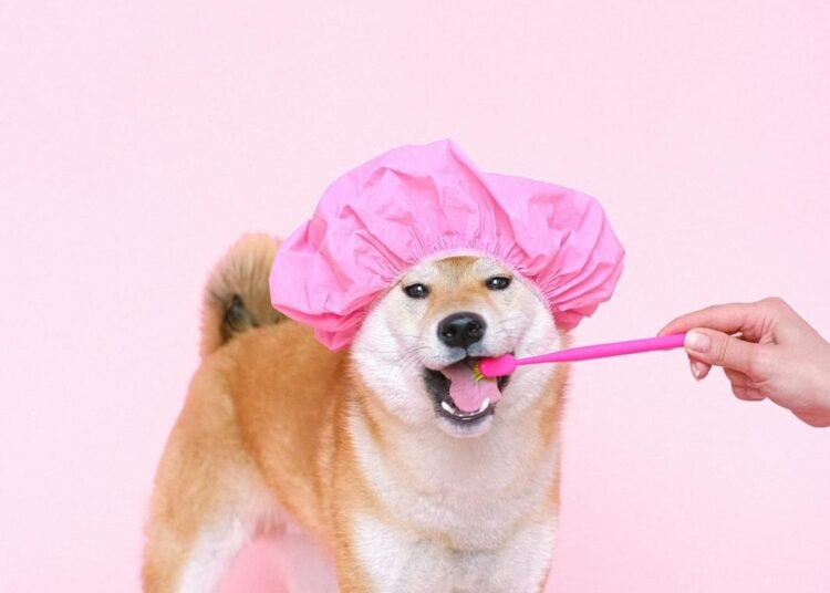 Make Your Dog Shine: 5 Easy Grooming Tips